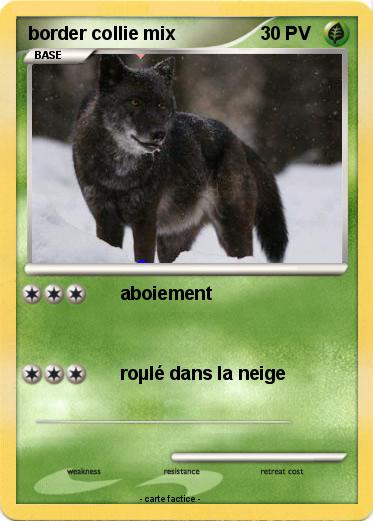 Pokemon border collie mix