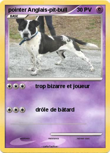 Pokemon pointer Anglais-pit-bull
