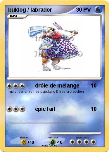 Pokemon buldog / labrador