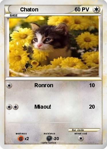 Pokemon Chaton