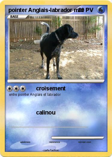 Pokemon pointer Anglais-labrador mix