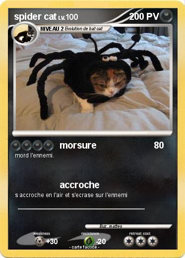 Pokemon spider cat