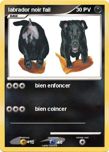 Pokemon labrador noir fail