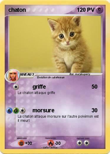 Pokemon chaton