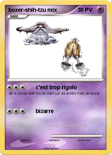 Pokemon boxer-shih-tzu mix