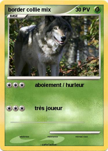 Pokemon border collie mix