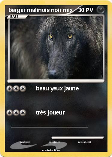 Pokemon berger malinois noir mix