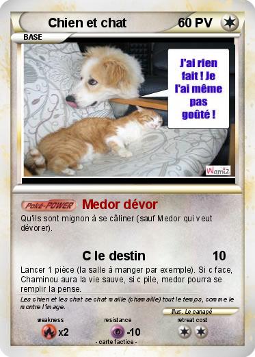 Pokemon Chien et chat