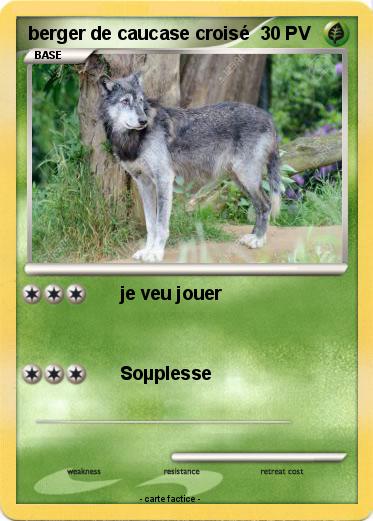 Pokemon berger de caucase croisé