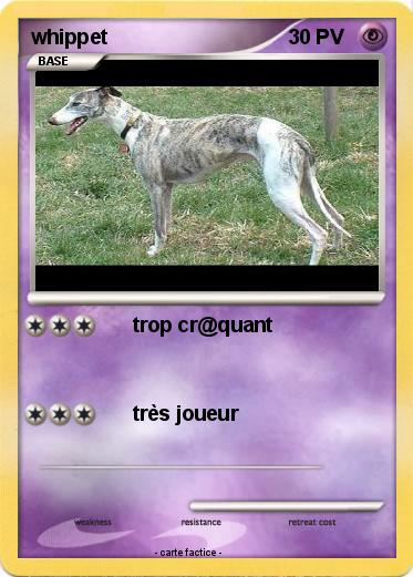 Pokemon whippet