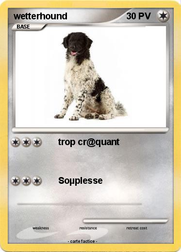 Pokemon wetterhound