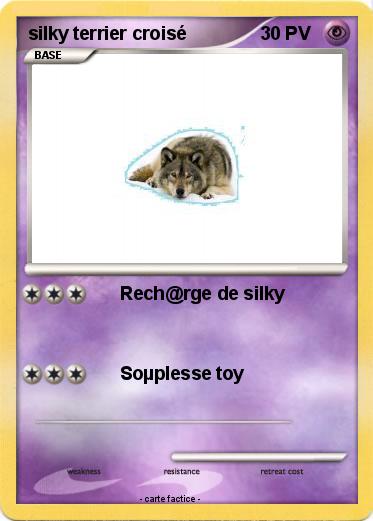 Pokemon silky terrier croisé