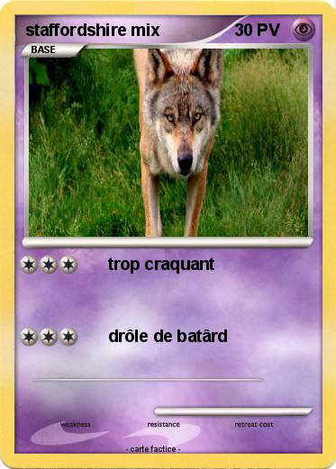 Pokemon staffordshire mix