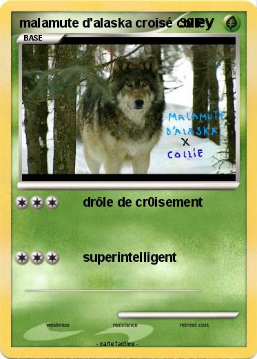 Pokemon malamute d'alaska croisé colley