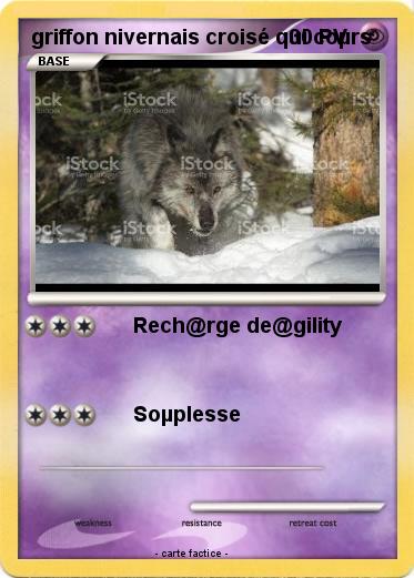 Pokemon griffon nivernais croisé qui coµrs