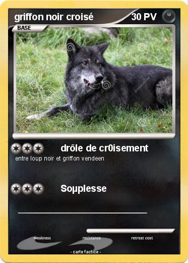 Pokemon griffon noir croisé