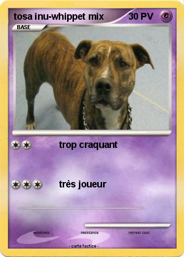 Pokemon tosa inu-whippet mix