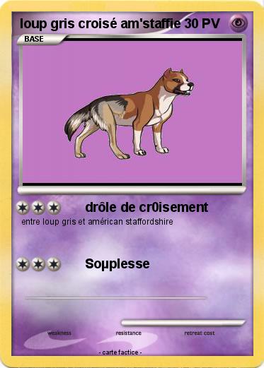 Pokemon loup gris croisé am'staffie