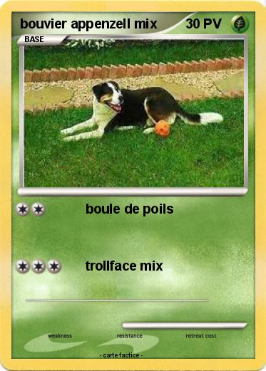 Pokemon bouvier appenzell mix
