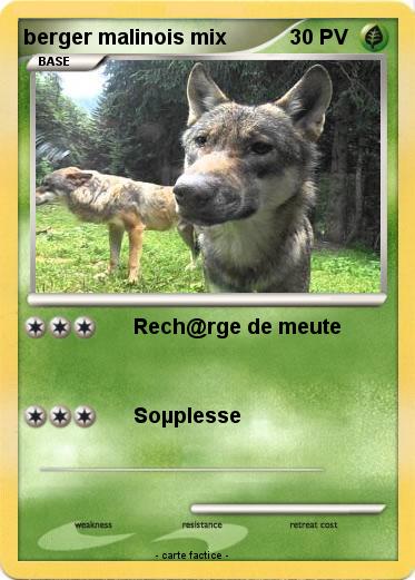 Pokemon berger malinois mix