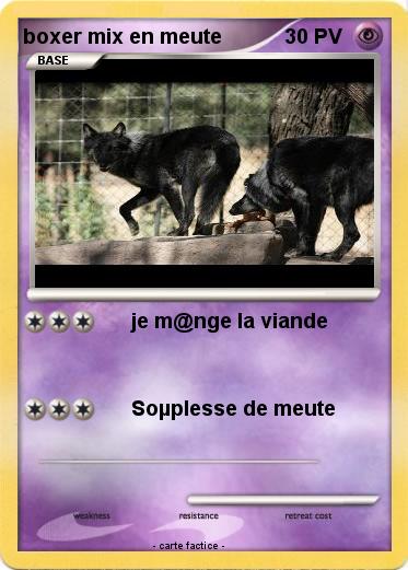 Pokemon boxer mix en meute