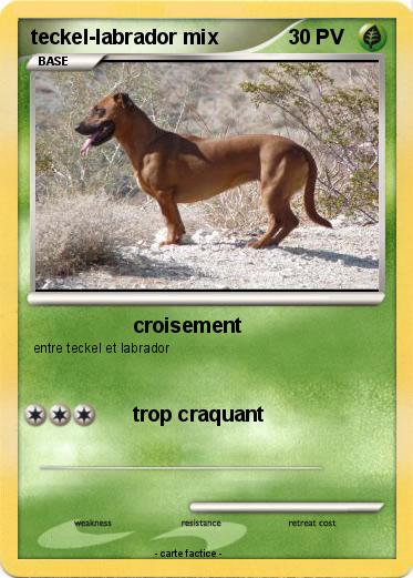 Pokemon teckel-labrador mix