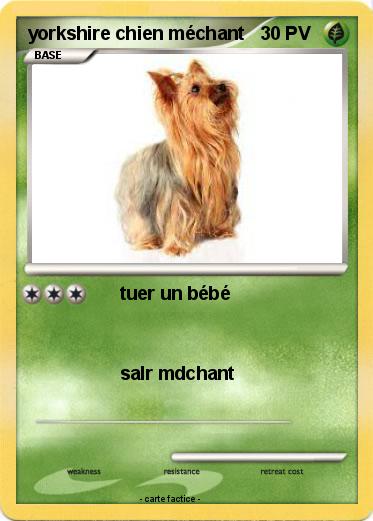 Pokemon yorkshire chien méchant