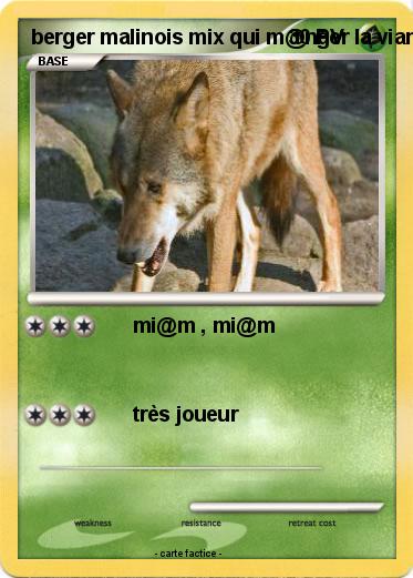 Pokemon berger malinois mix qui m@nger la viande