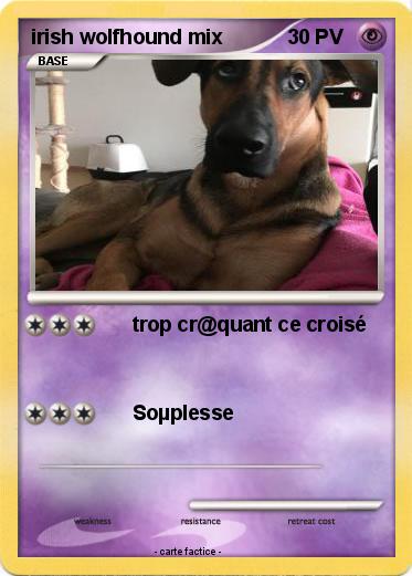 Pokemon irish wolfhound mix