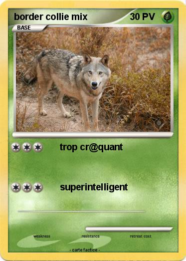 Pokemon border collie mix