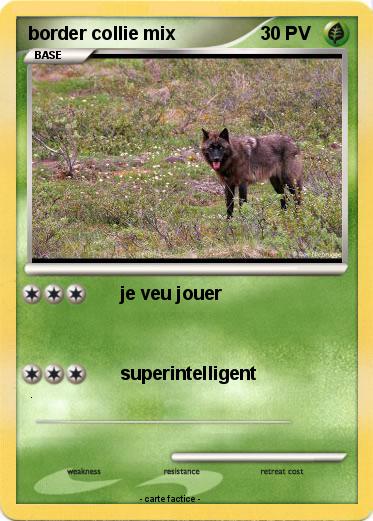 Pokemon border collie mix