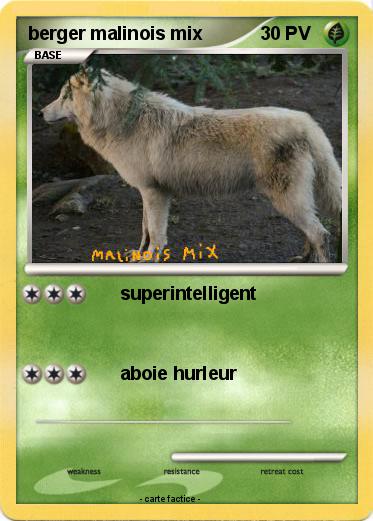Pokemon berger malinois mix