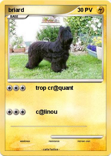 Pokemon briard