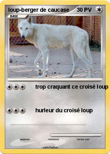 Pokemon loup-berger de caucase