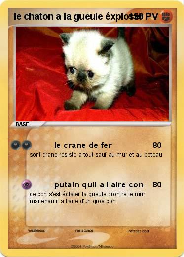 Pokemon le chaton a la gueule éxploser