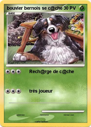 Pokemon bouvier bernois se c@che