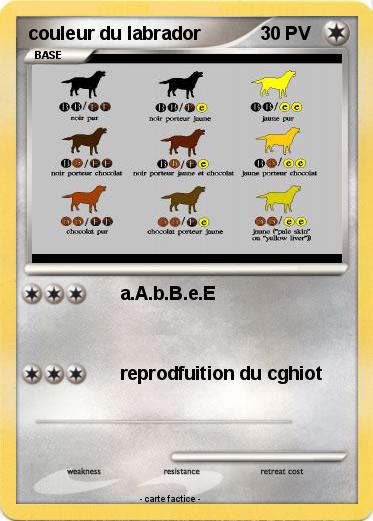 Pokemon couleur du labrador