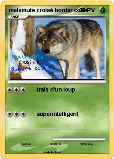 Pokemon malamute croisé border collie