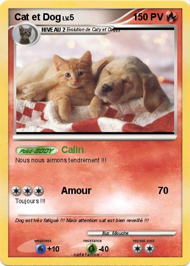Pokemon Cat et Dog