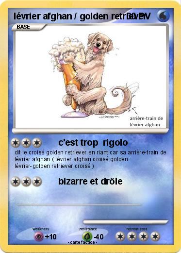 Pokemon lévrier afghan / golden retriever