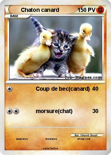 Pokemon Chaton canard