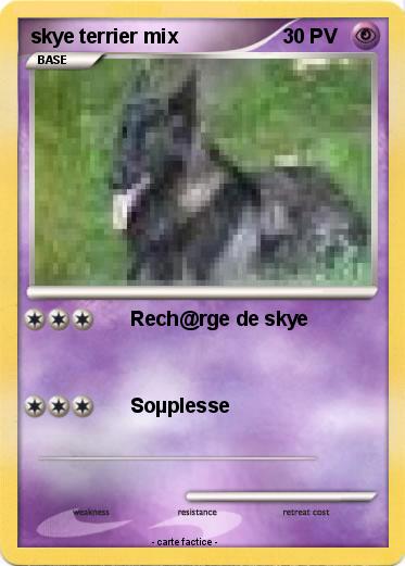 Pokemon skye terrier mix