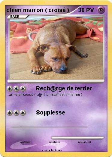 Pokemon chien marron ( croisé )