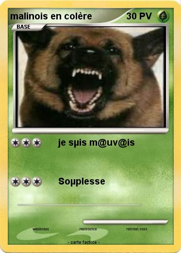 Pokemon malinois en colère