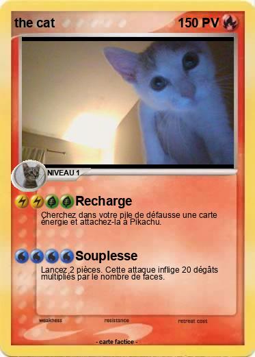 Pokemon the cat