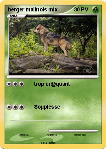 Pokemon berger malinois mix