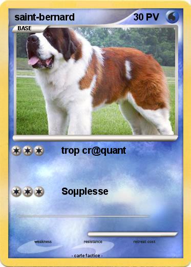 Pokemon saint-bernard