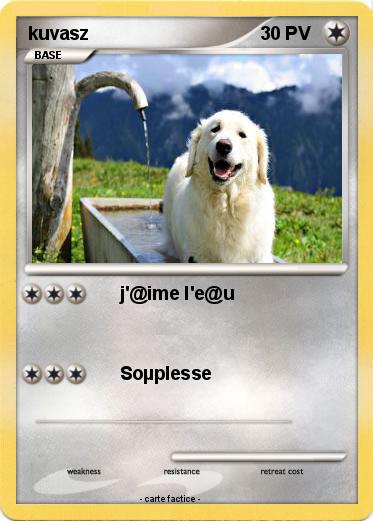 Pokemon kuvasz