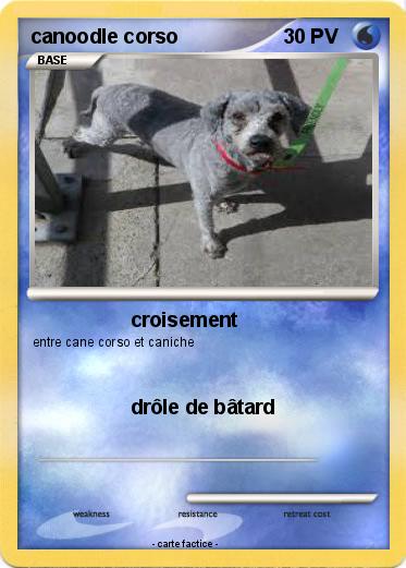 Pokemon canoodle corso