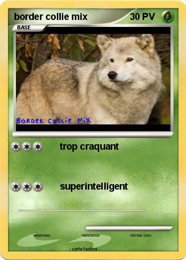 Pokemon border collie mix